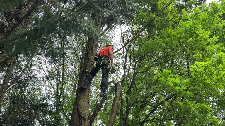 Best Commercial Tree Services  in Linthicum, MD